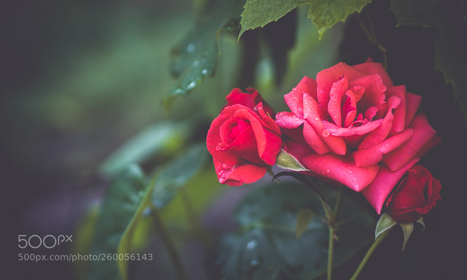 Nikon D7200 sample photo. Fine art photography