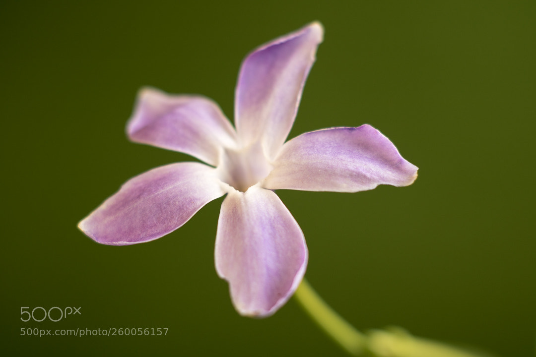 Canon EOS 750D (EOS Rebel T6i / EOS Kiss X8i) sample photo. Florecilla photography