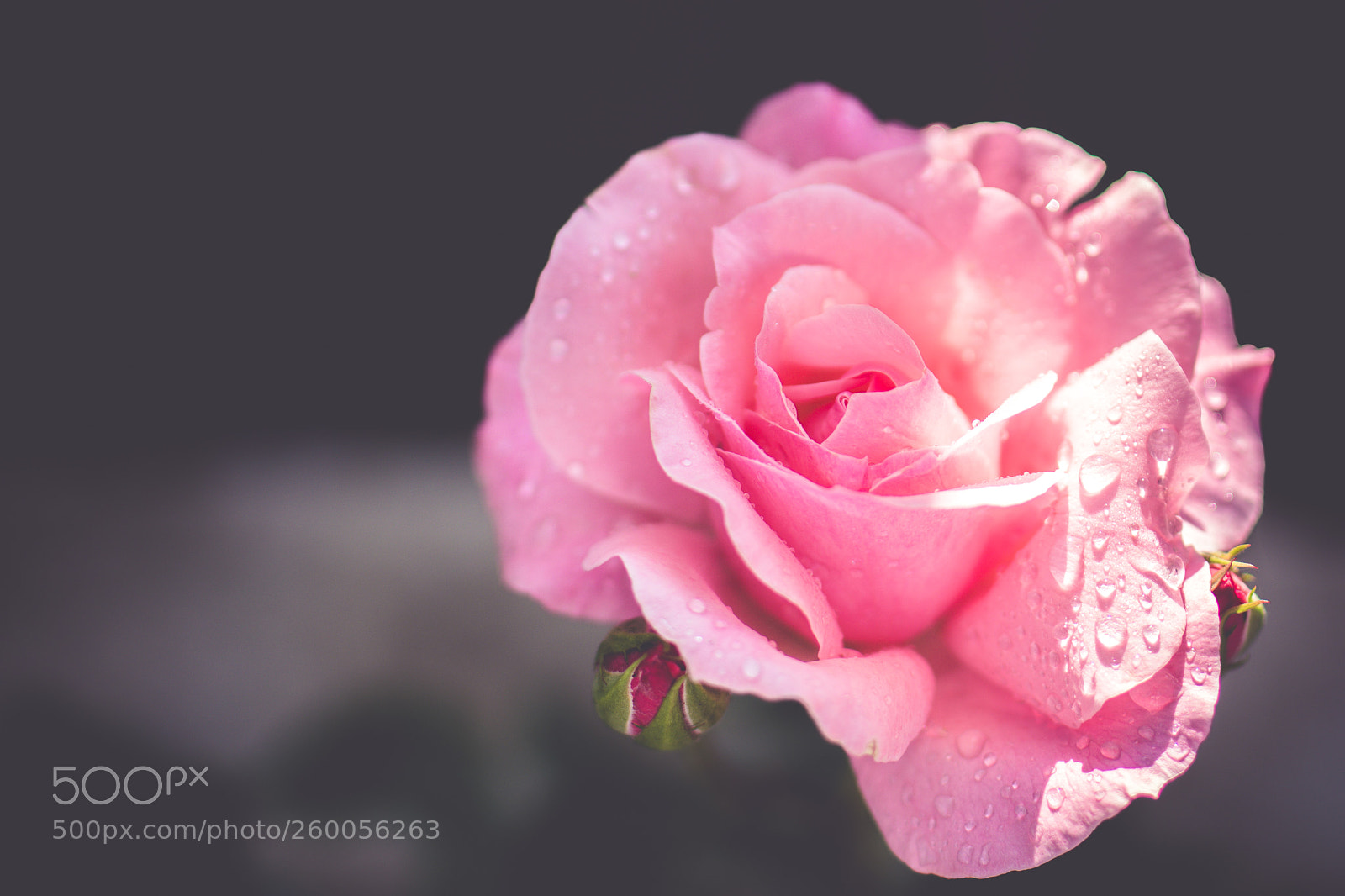 Nikon D7200 sample photo. Fine art photography