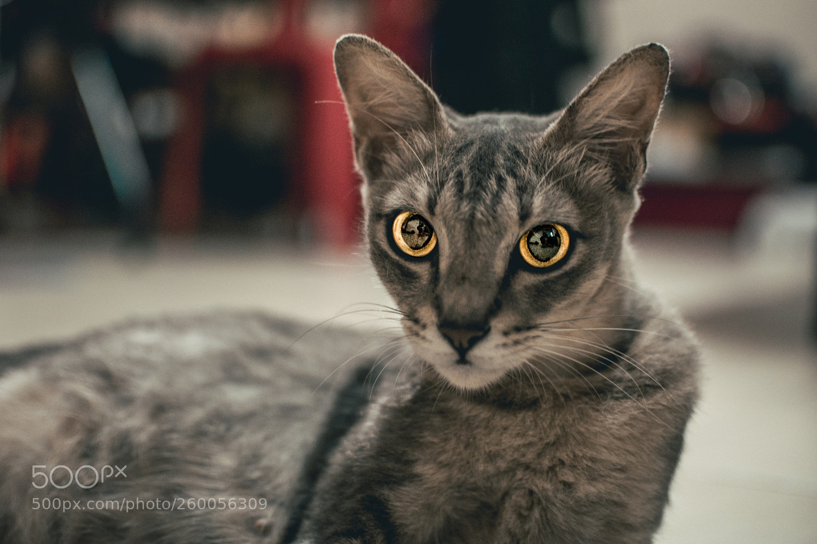 Nikon D5500 sample photo. A cat named nobody photography