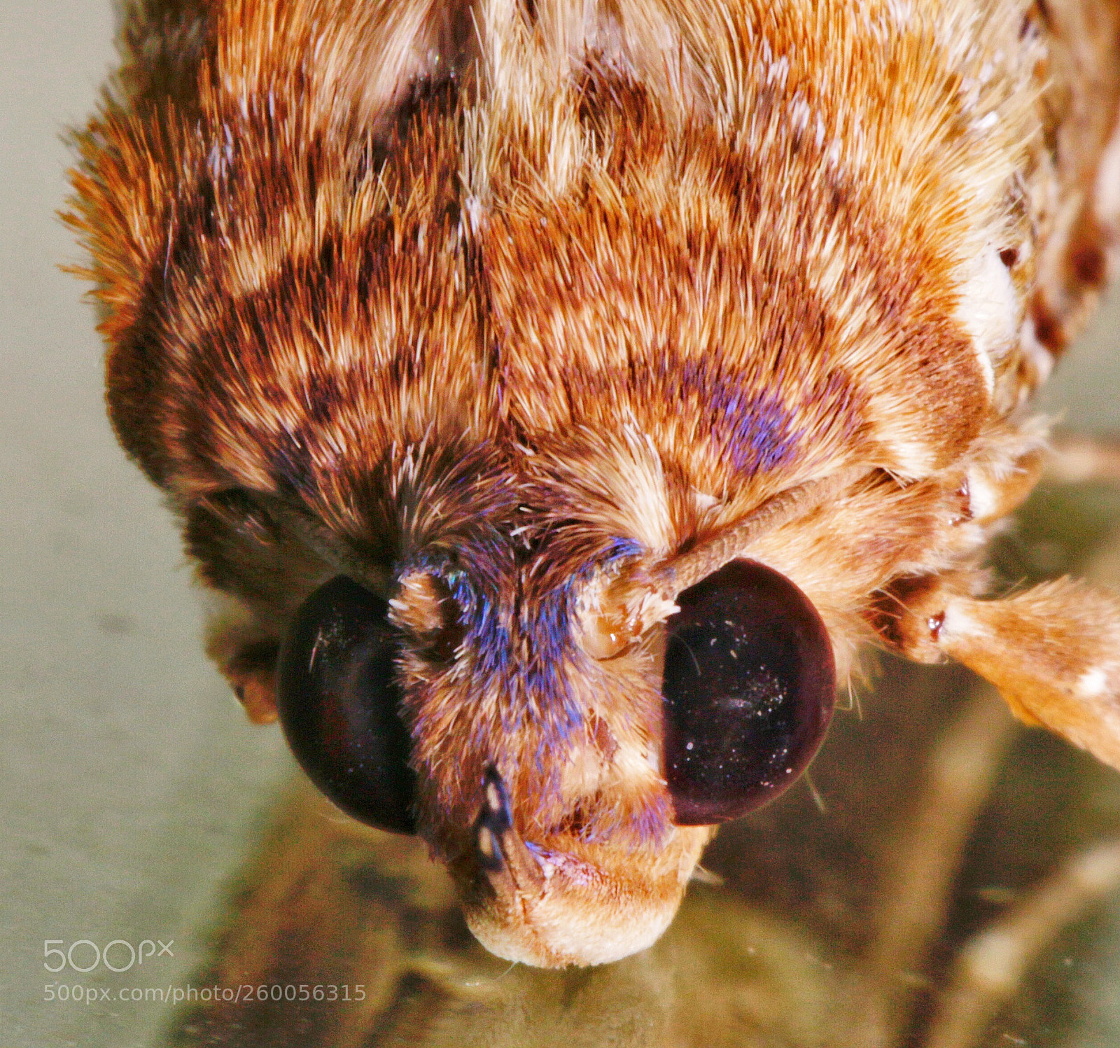 Canon EOS 70D sample photo. Moth and its eyes photography