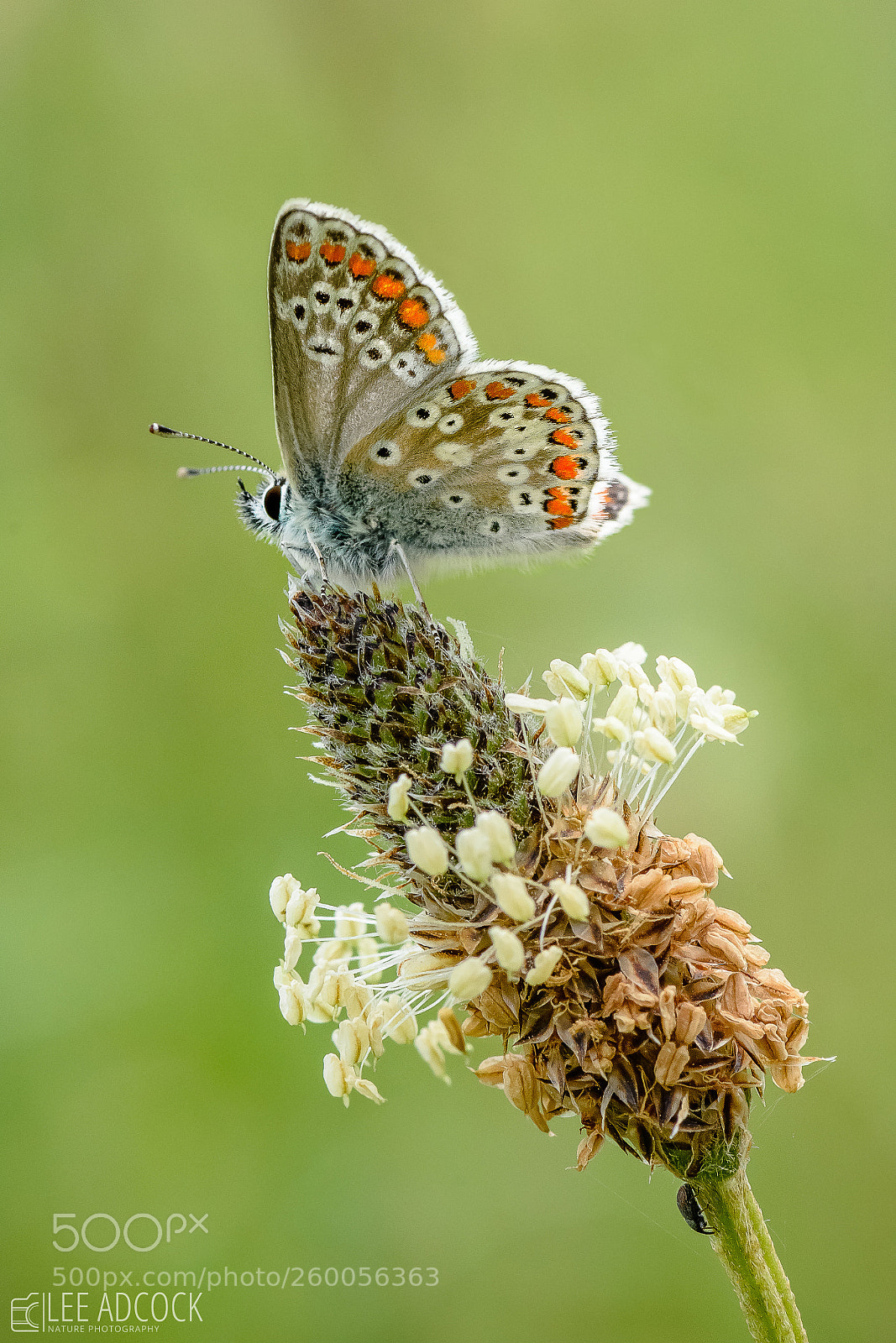 Nikon D7200 sample photo. Brown argus photography