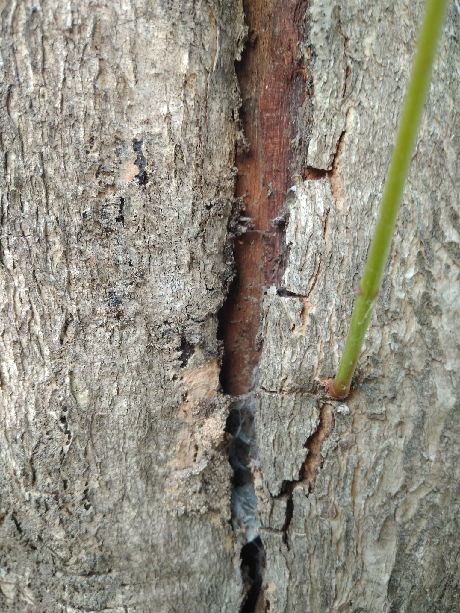 Xiaomi Redmi 4 Pro sample photo. Cracked bark photography
