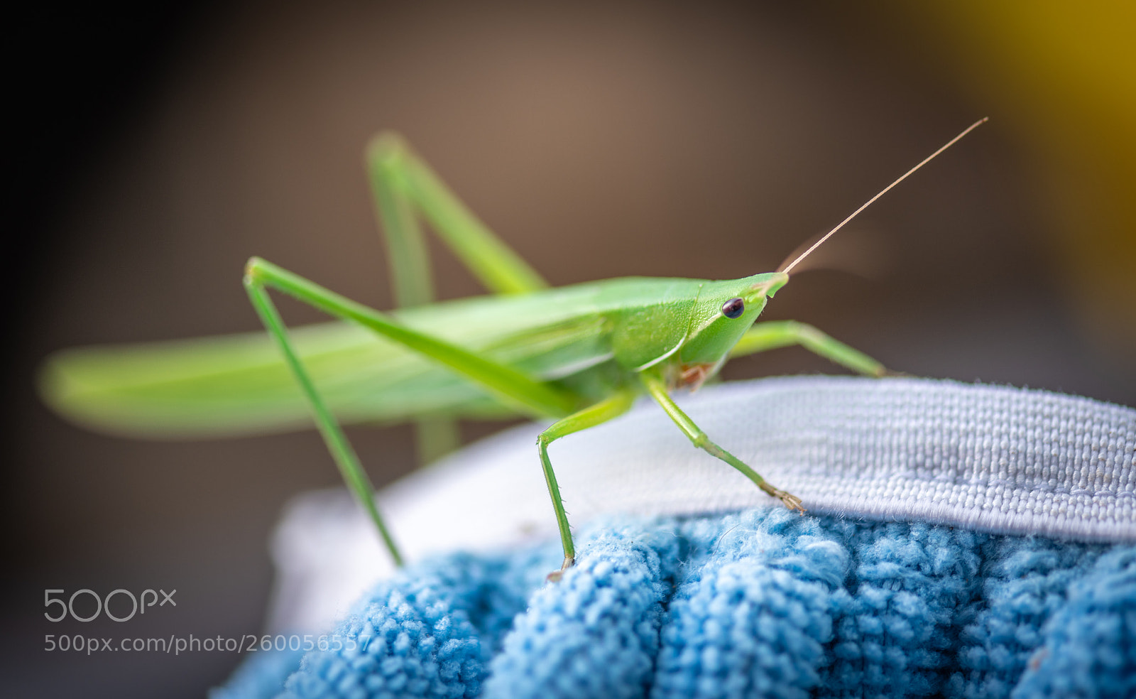 Nikon D850 sample photo. Green bug photography