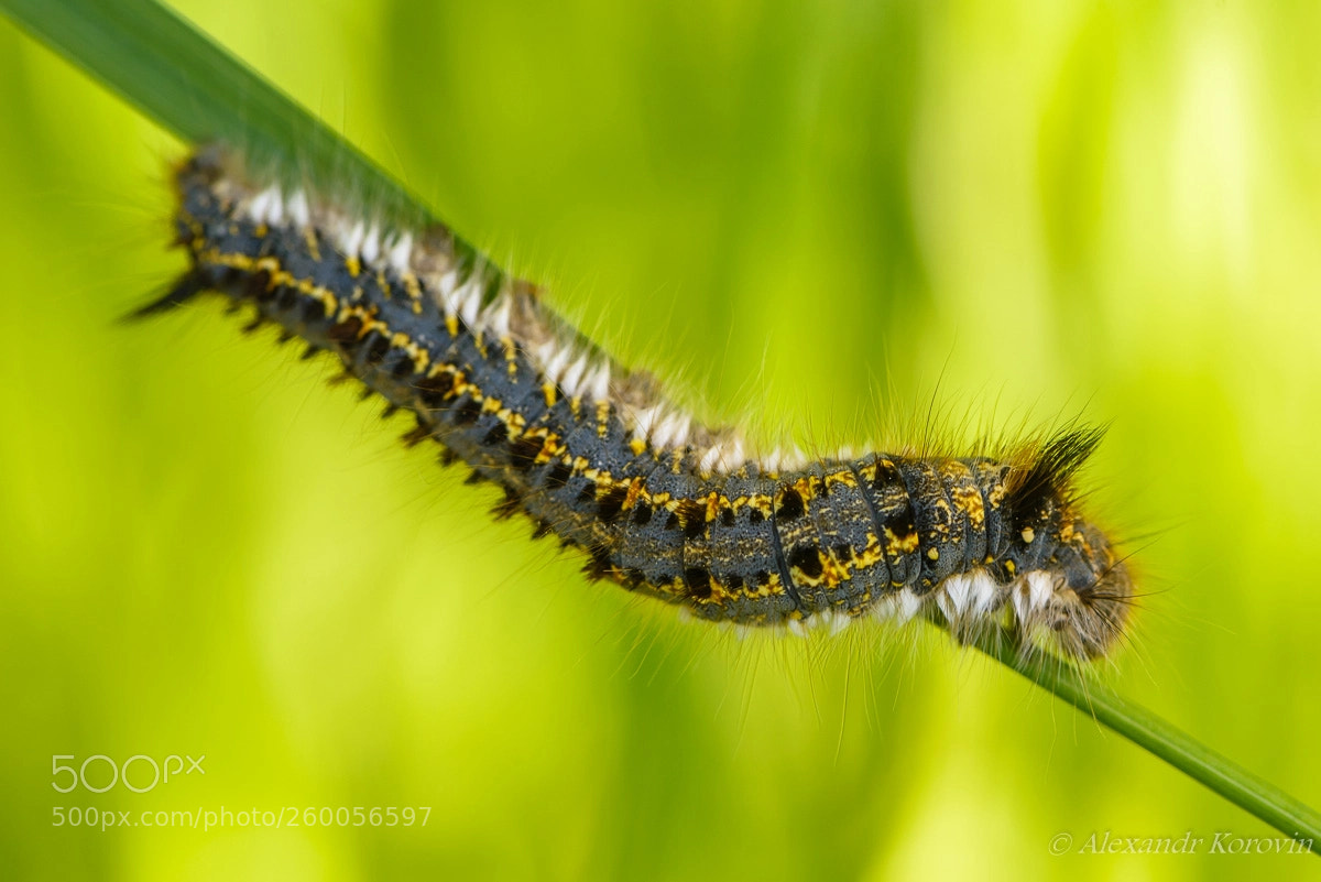 Nikon D610 sample photo. Twisted notpair photography