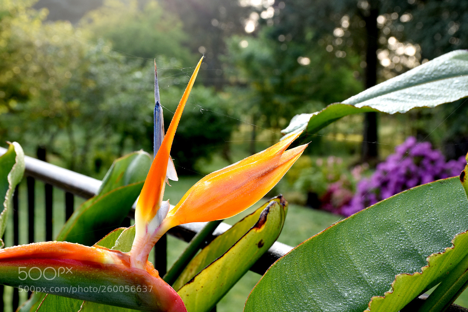 Nikon D7200 sample photo. Good morning france! photography