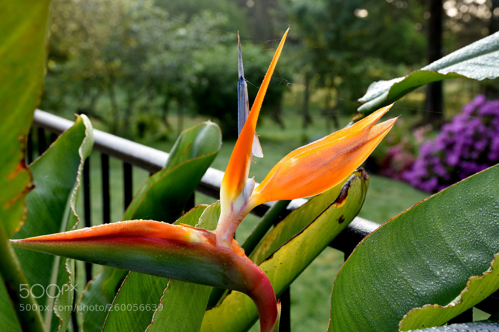 Nikon D7200 sample photo. Good morning france! photography