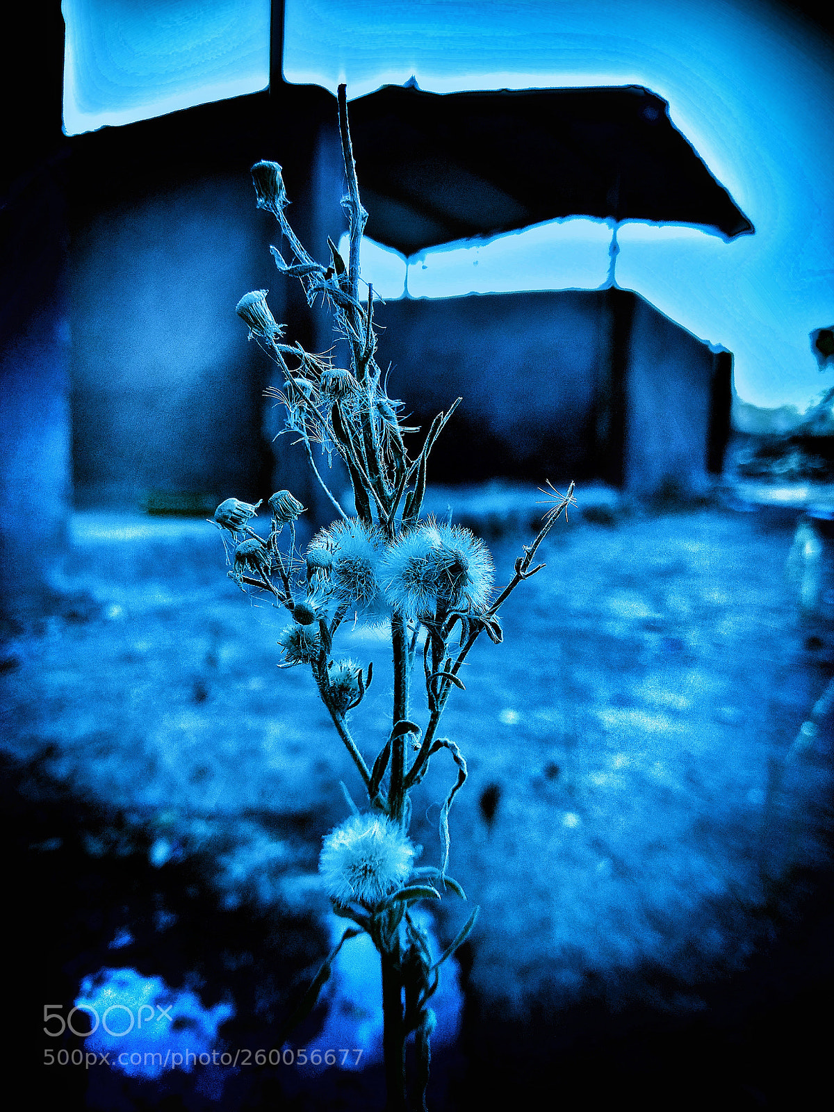 Xiaomi Redmi Note 4 sample photo. Img_20180430_173448-01.jpeg photography