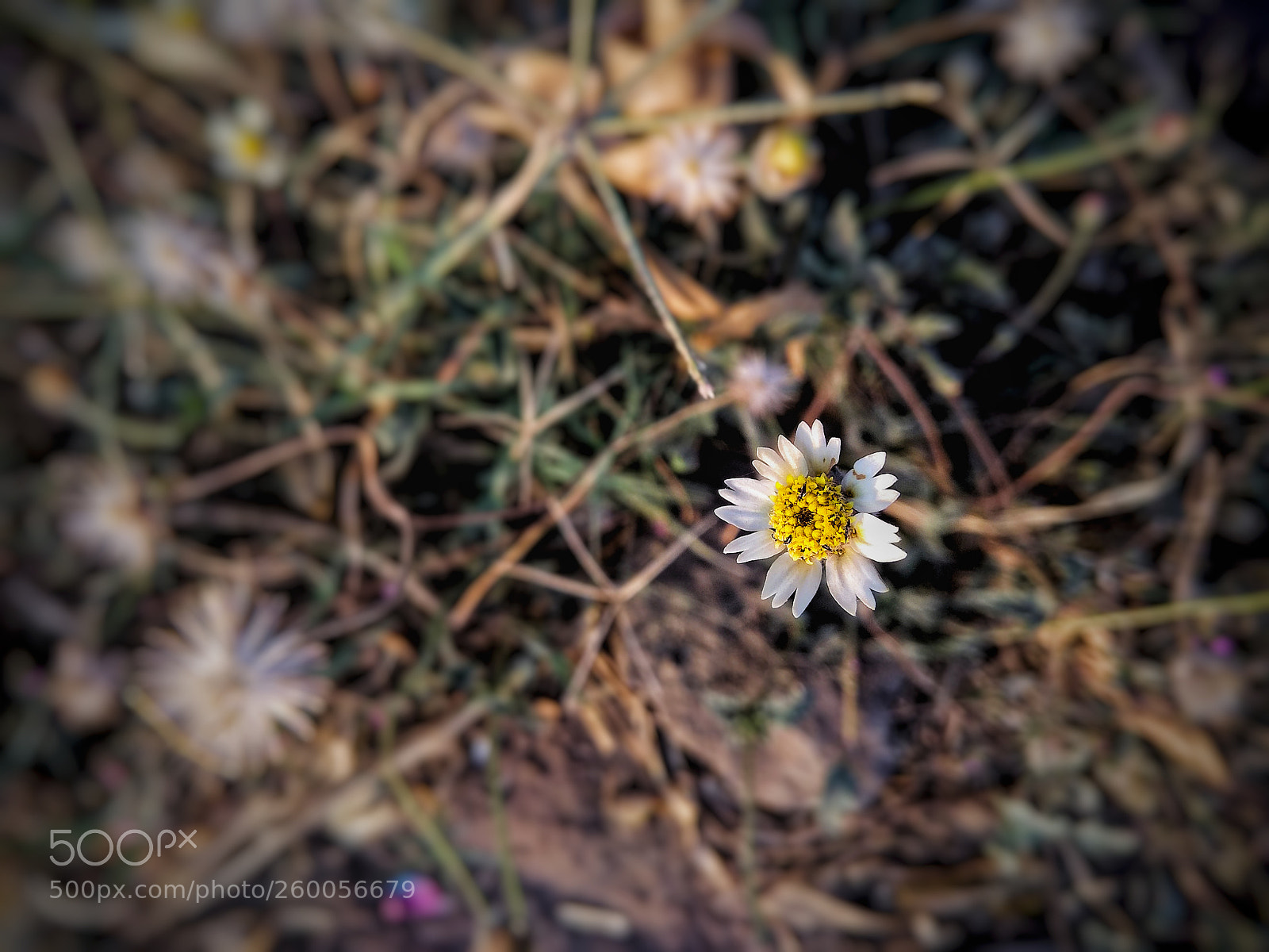 Xiaomi Redmi Note 4 sample photo. Img_20180413_065128-01.jpeg photography