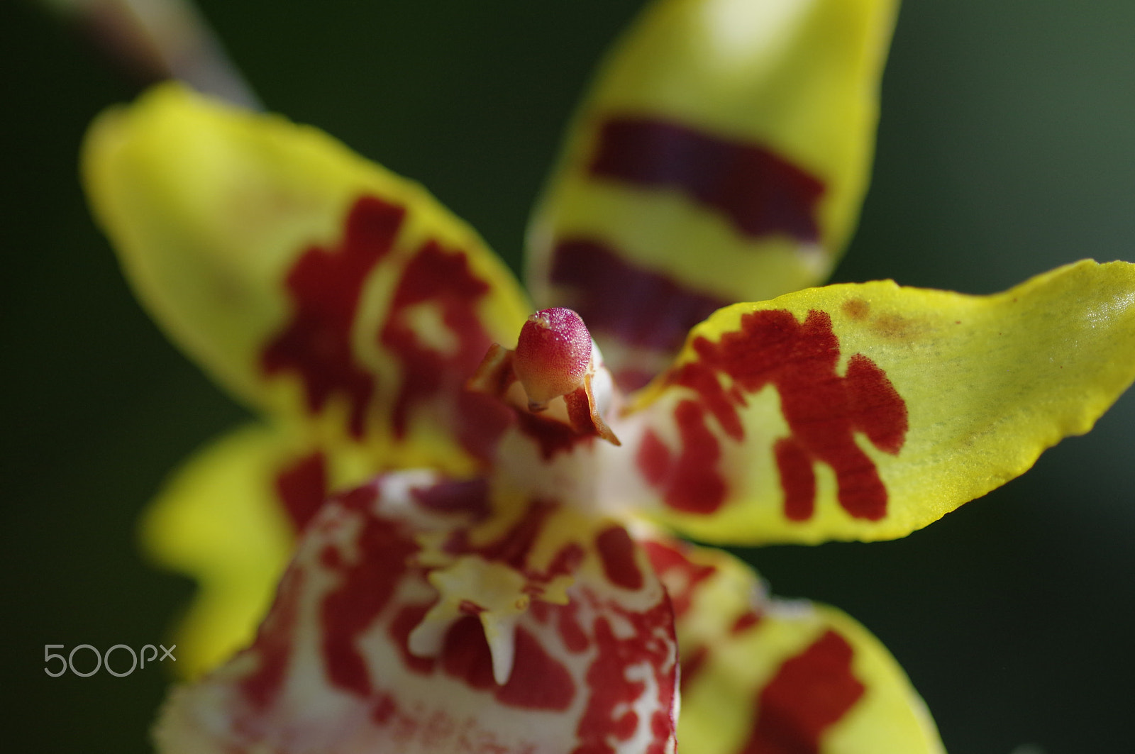 Pentax K-3 II sample photo. Orchid photography