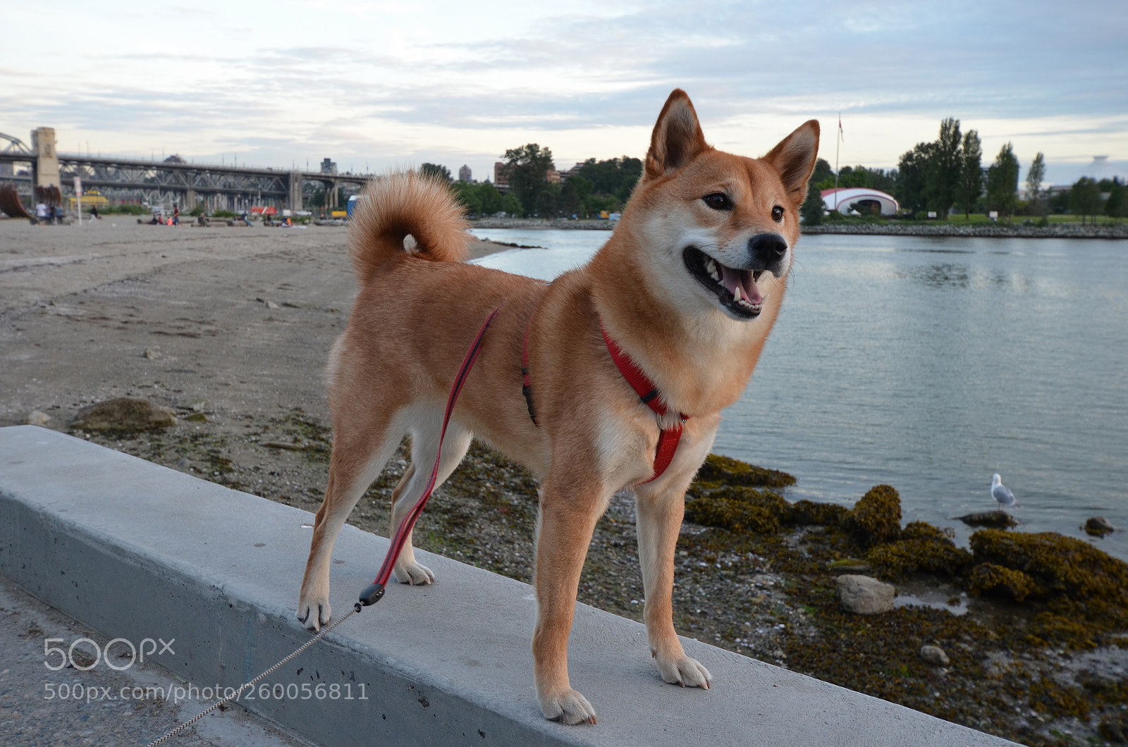 Nikon D7000 sample photo. Dog photography