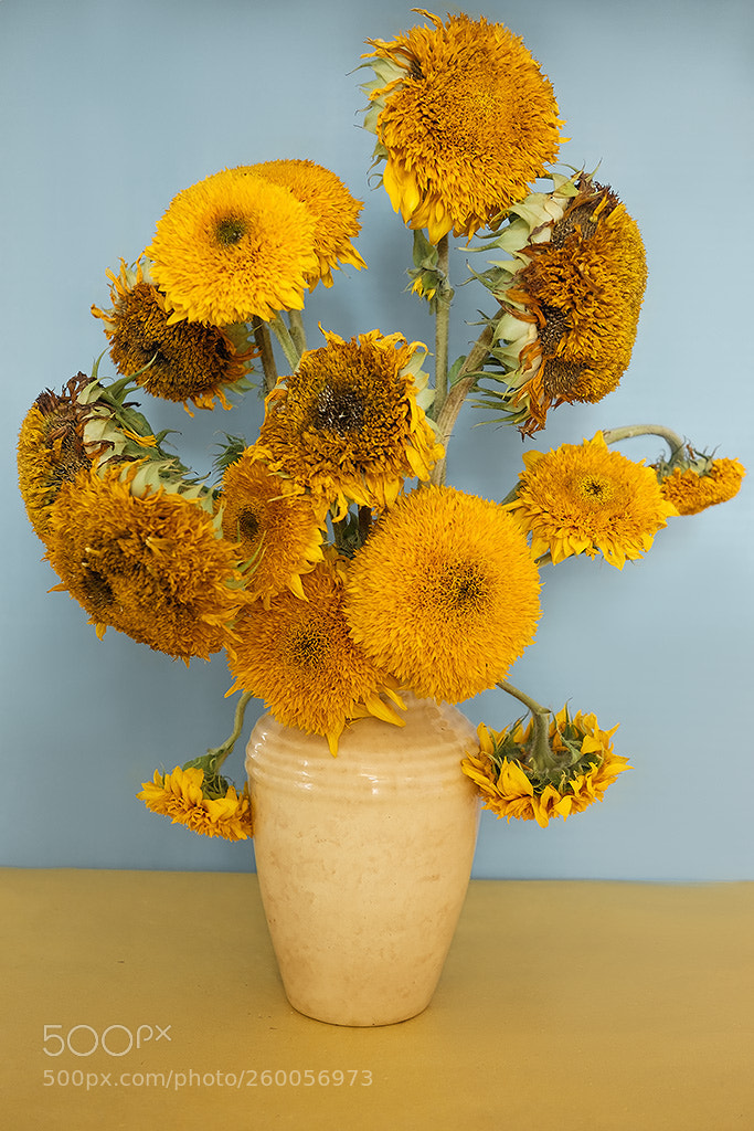 Fujifilm X-T1 sample photo. Sunflowers photography