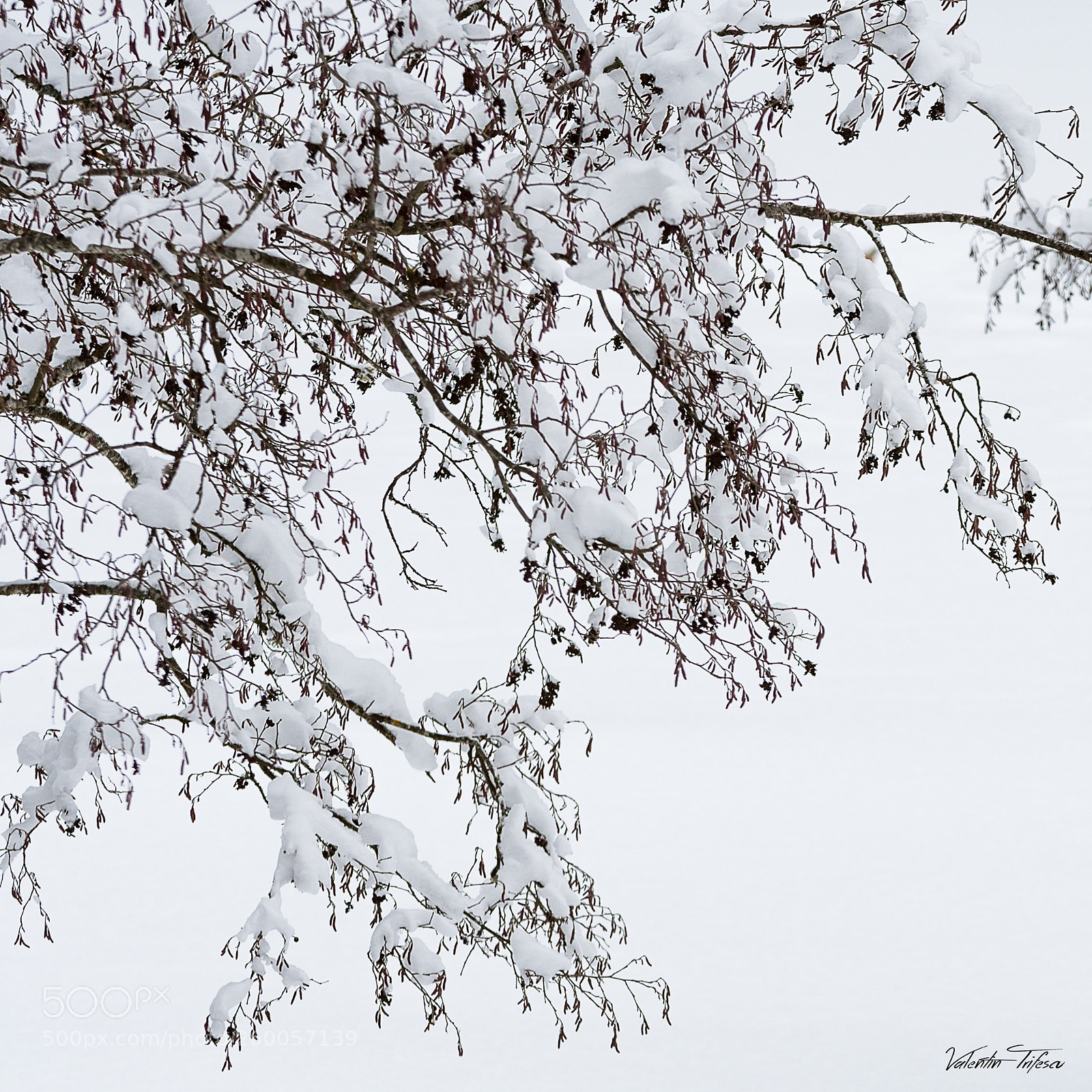 Nikon D500 sample photo. The white burden... photography