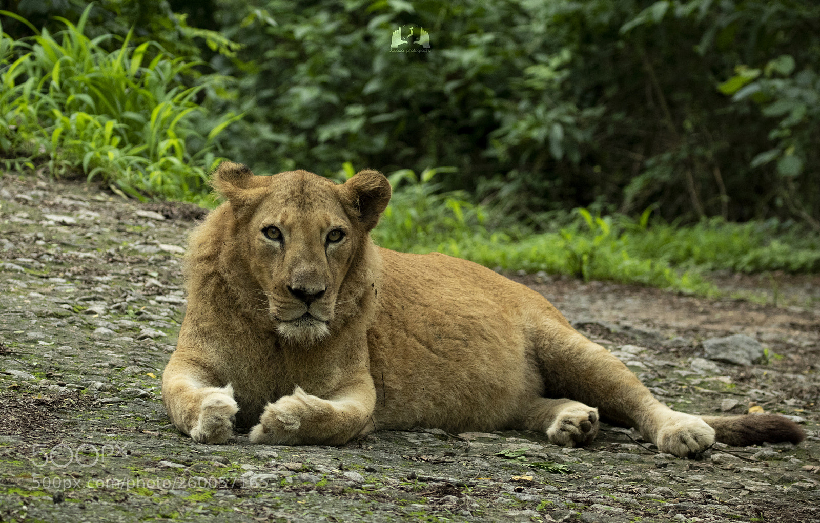 Canon EOS 750D (EOS Rebel T6i / EOS Kiss X8i) sample photo. A lioness has got photography