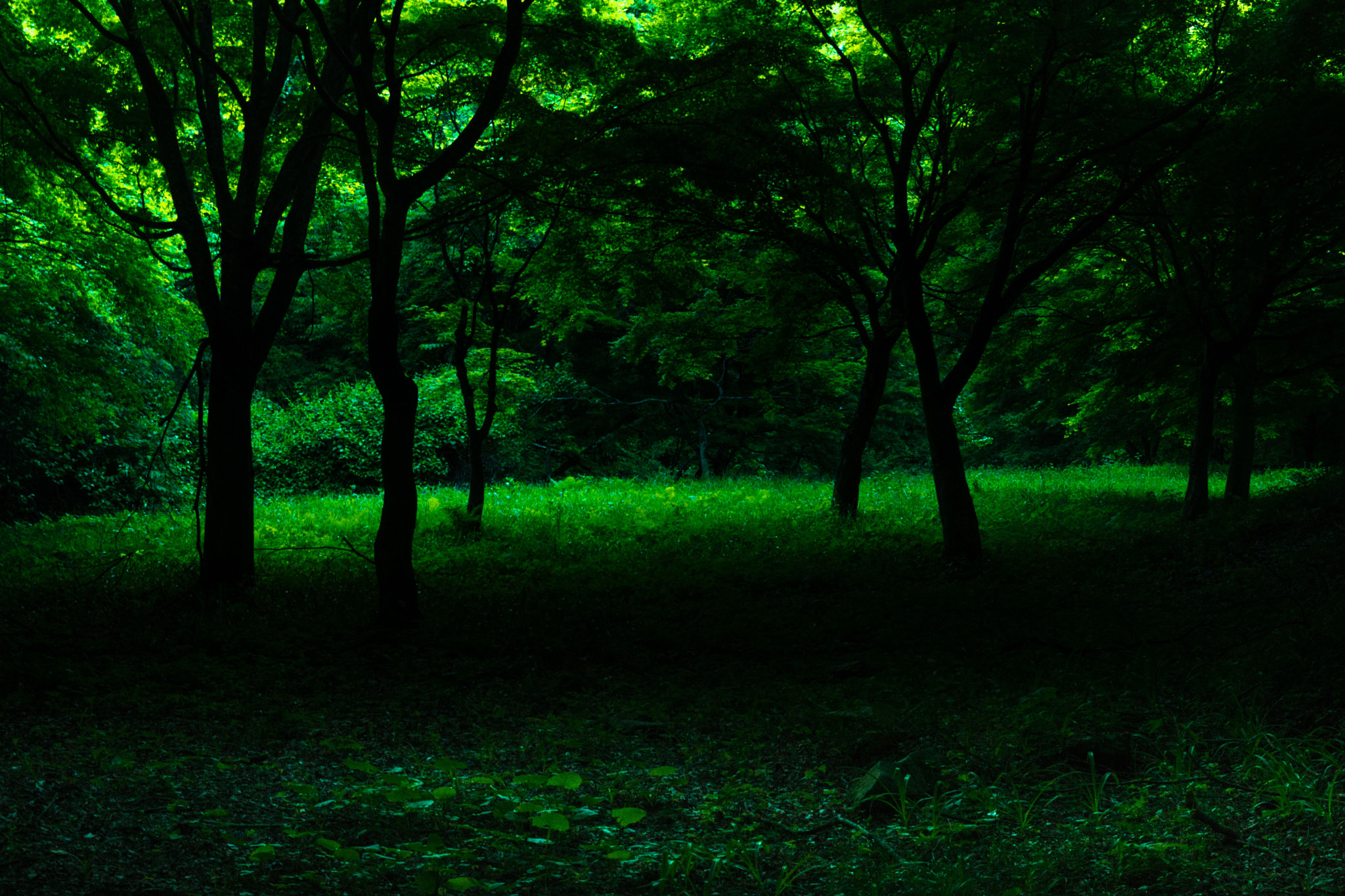 Sony SLT-A65 (SLT-A65V) sample photo. Kuruc photography