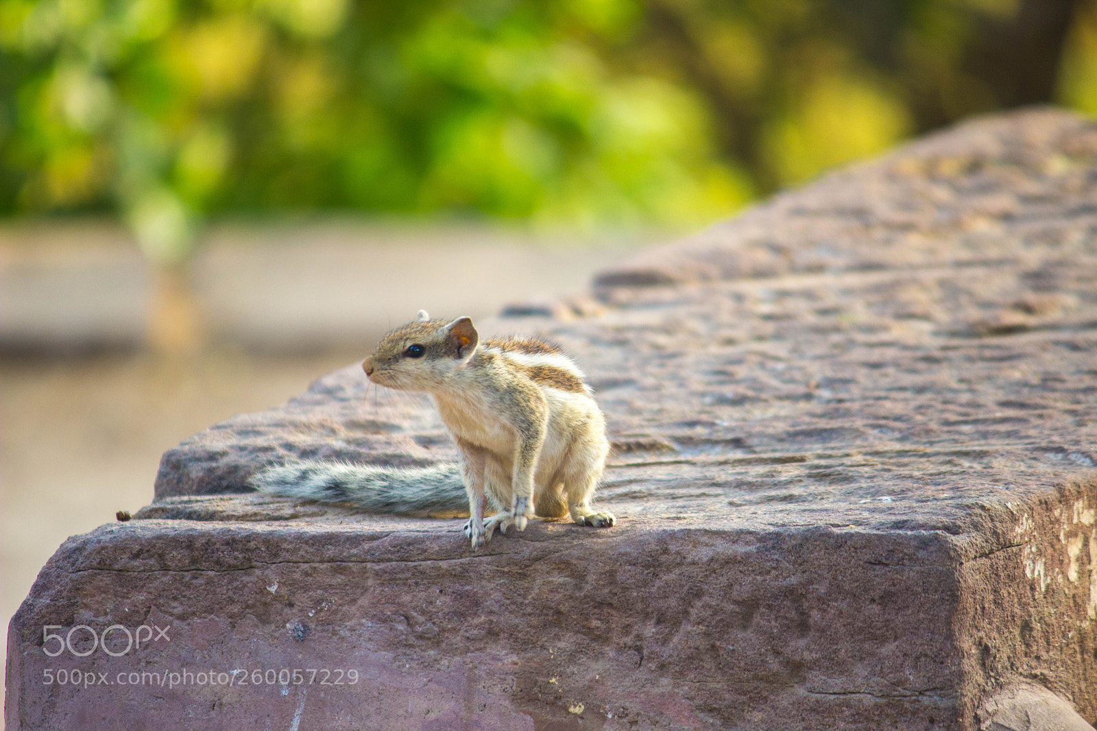 Canon EOS 600D (Rebel EOS T3i / EOS Kiss X5) sample photo. Squirrel #1 photography