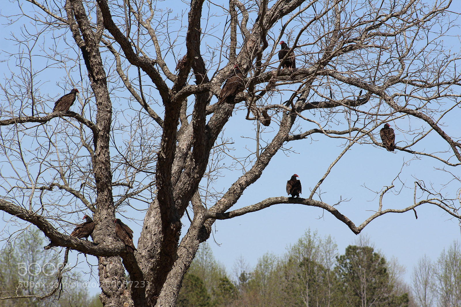 Canon EF 75-300mm f/4-5.6 sample photo. Buzzards on a pecan photography