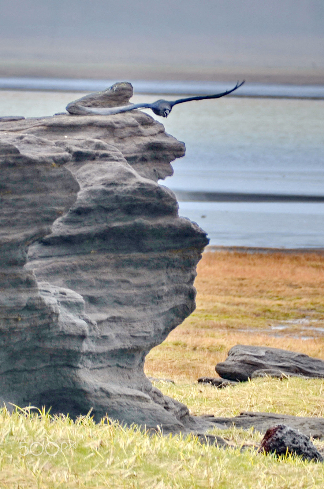 Nikon D7000 sample photo. The crow photography