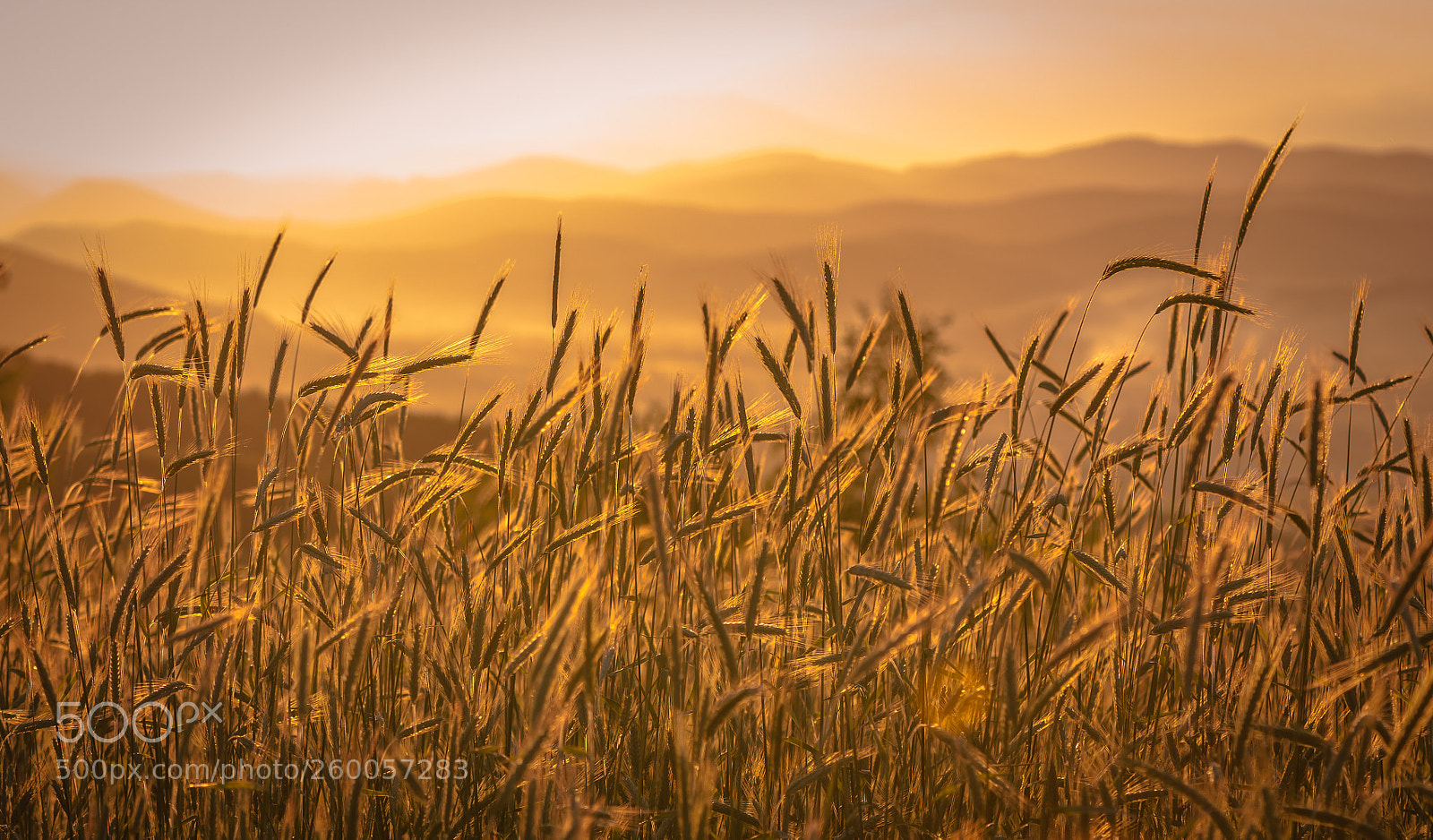 Nikon D5000 sample photo. Sunny transcarpathia photography