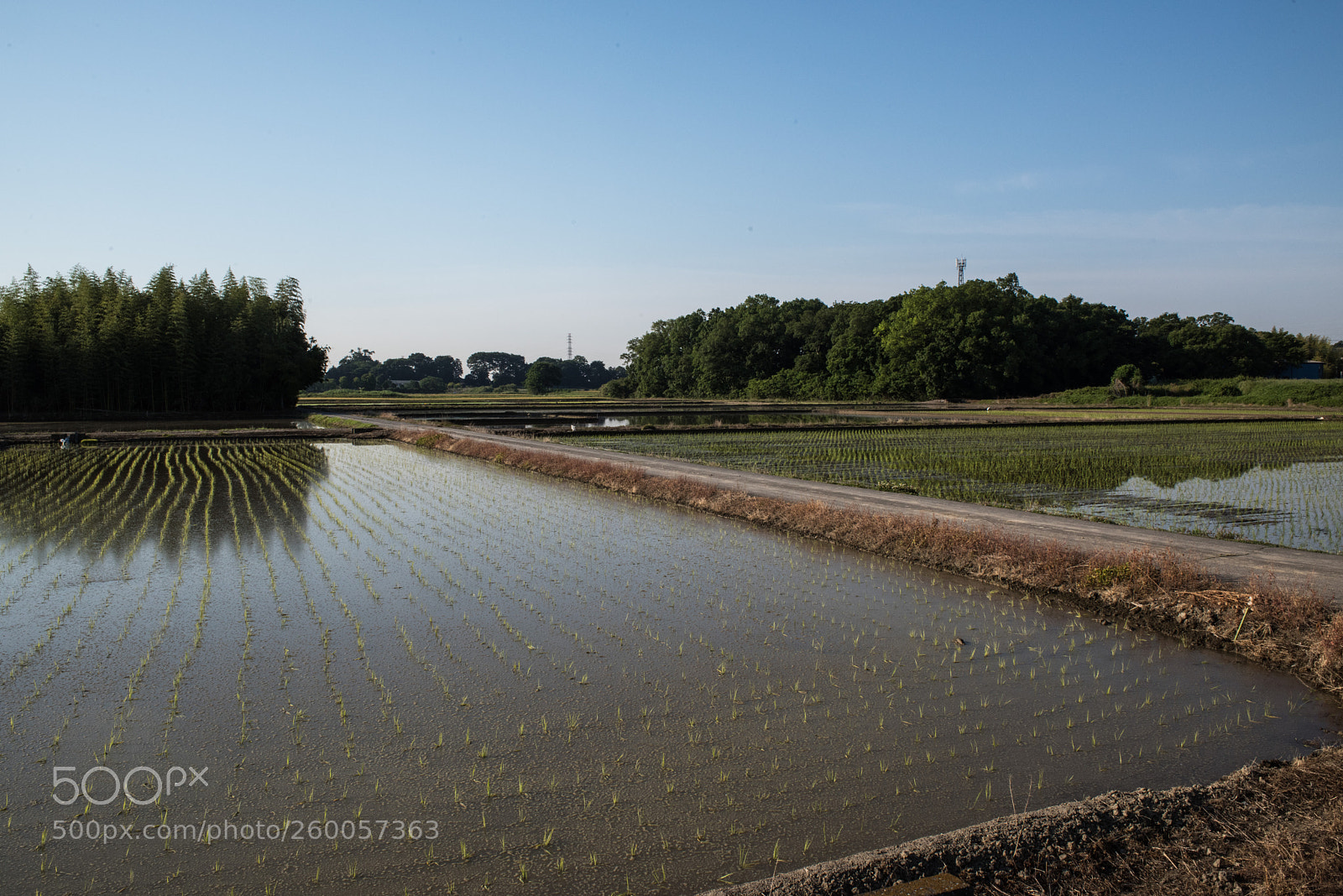 Nikon D810 sample photo. Paddy fields photography