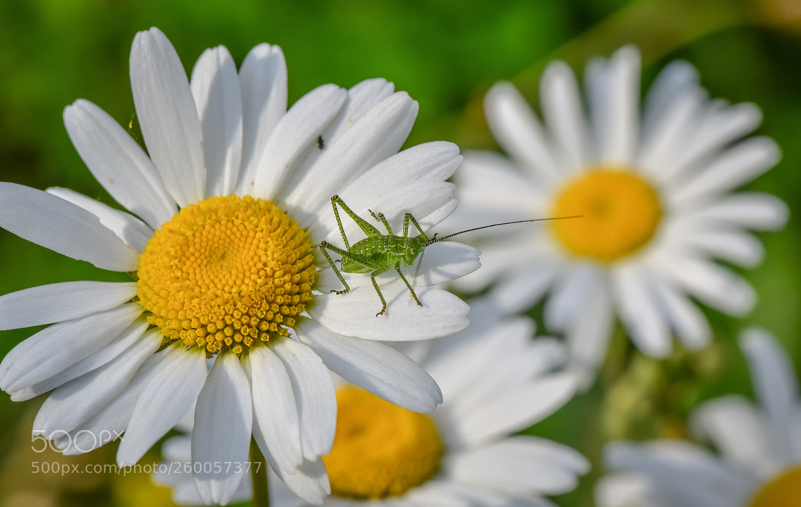 Nikon D750 sample photo. Knight photography
