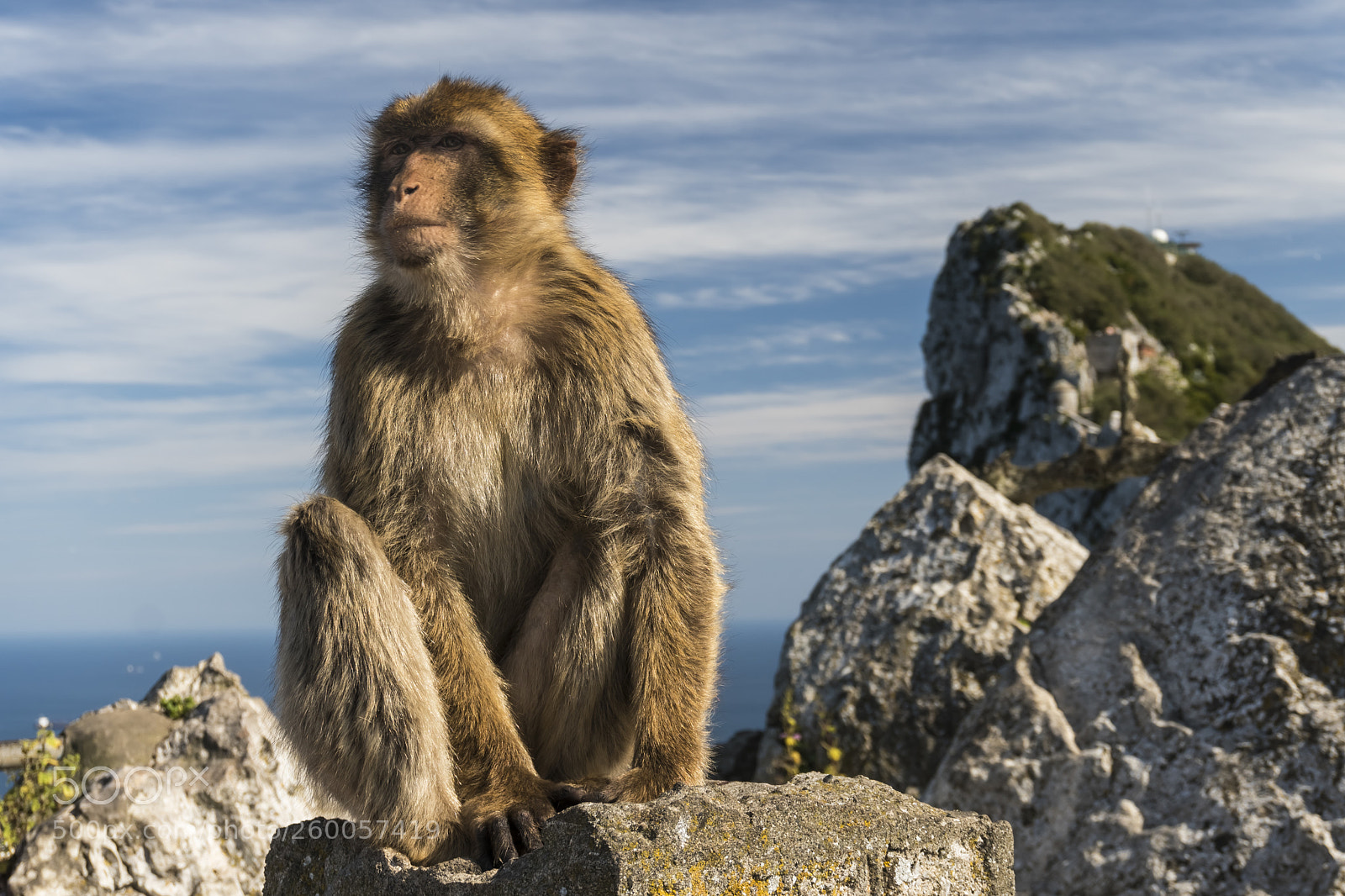 Sony a6300 sample photo. Barbary macaque on the photography