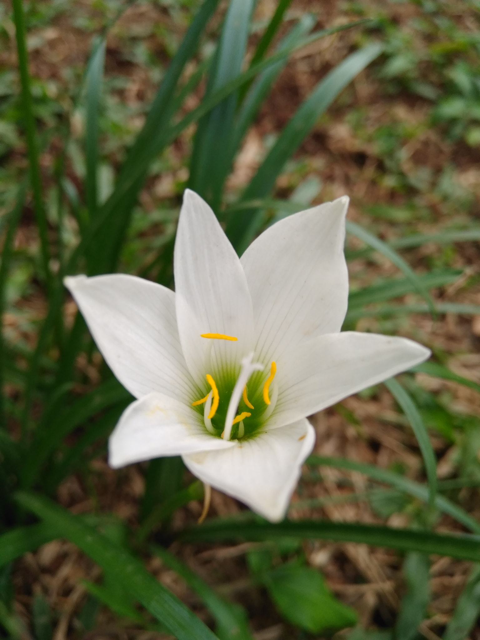 Xiaomi Redmi 4 Pro sample photo. Oh white photography