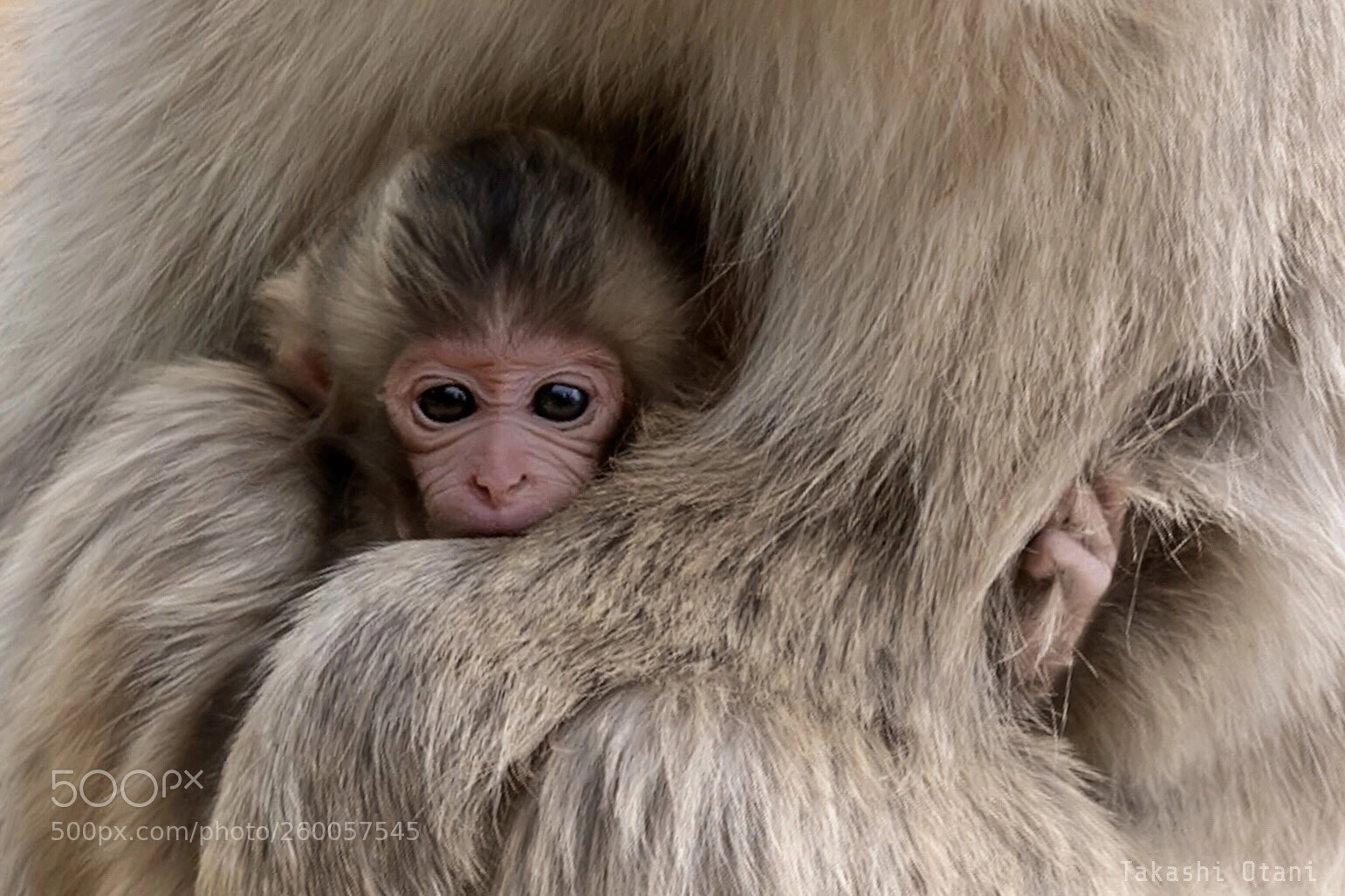 Nikon D750 sample photo. Monkey baby photography