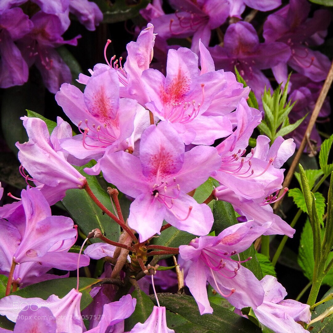 Nikon Coolpix P610 sample photo. Rhododendrons  photography