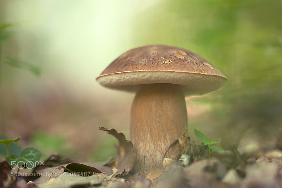 Canon EOS 5D Mark II sample photo. *** photography