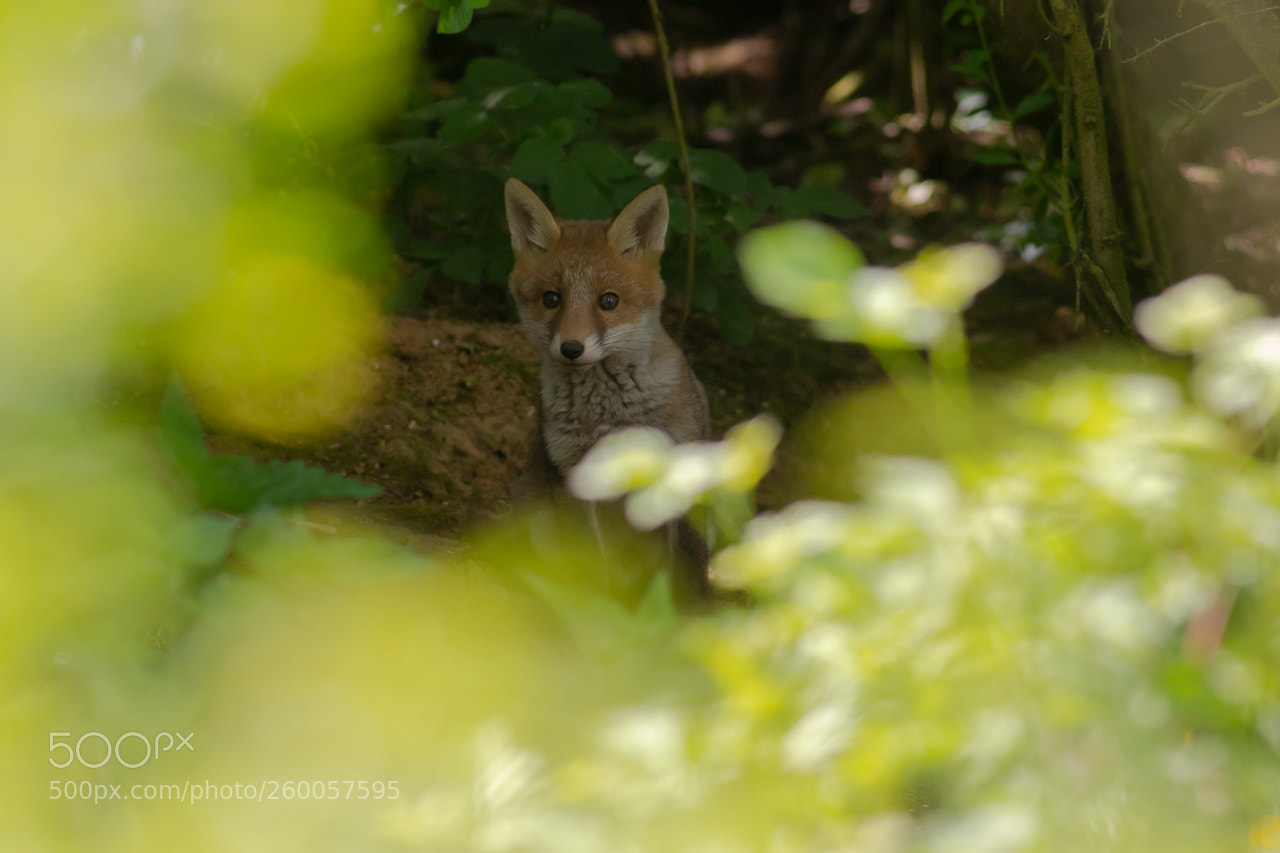 Canon EOS 7D Mark II sample photo. Renard roux photography