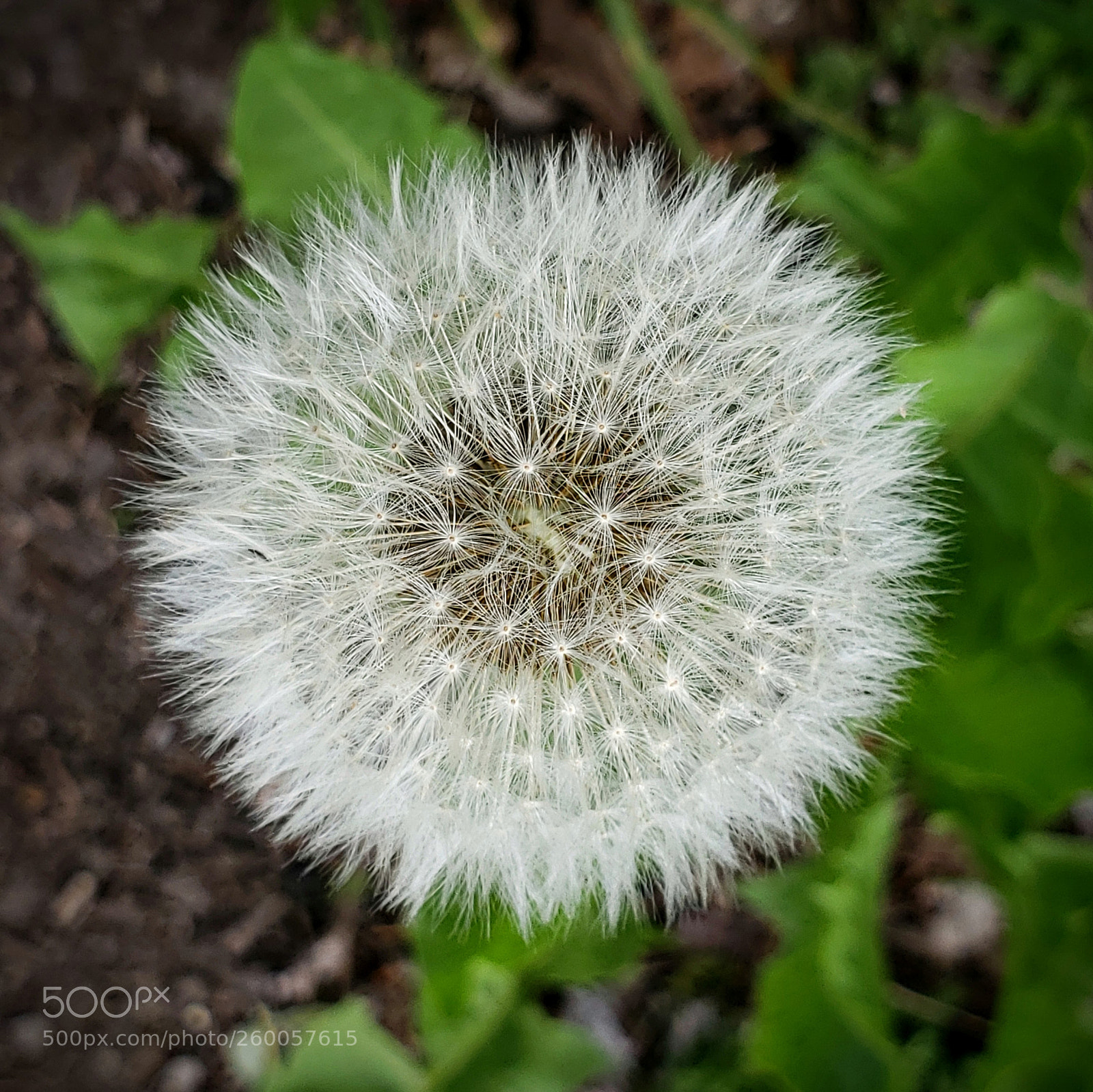 Samsung Galaxy S9+ sample photo. Dandelion... photography