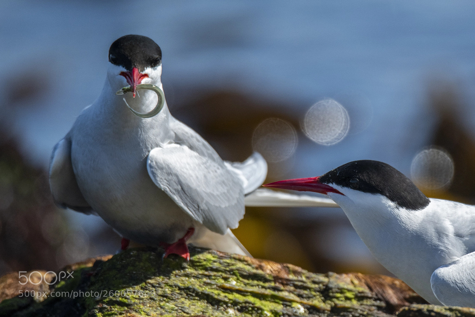 Nikon D850 sample photo. Sterna paradisaea - artic photography