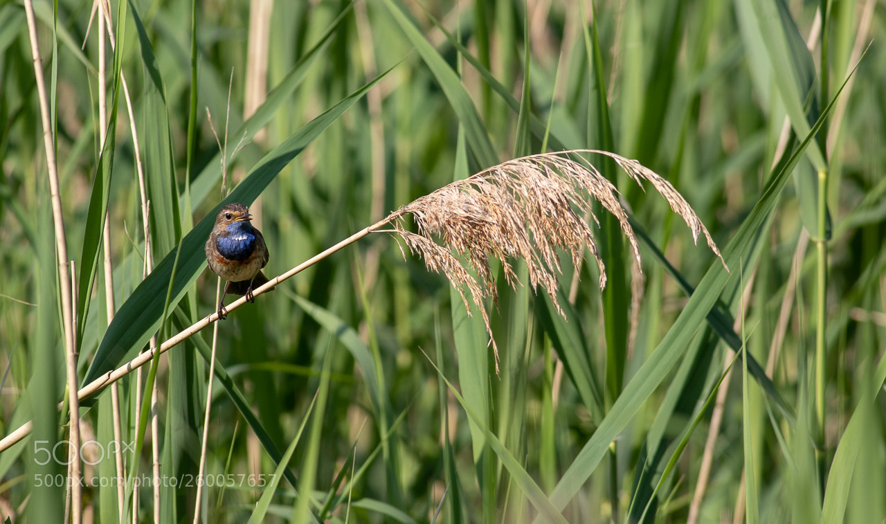 Canon EOS 7D Mark II sample photo. Gorgebleue à miroir photography