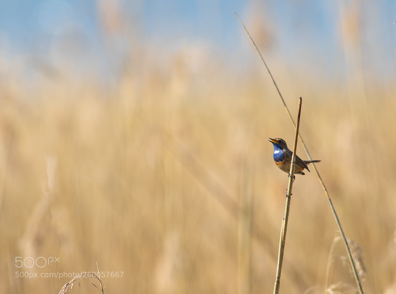 Canon EOS 7D Mark II sample photo. Gorgebleue à miroir photography