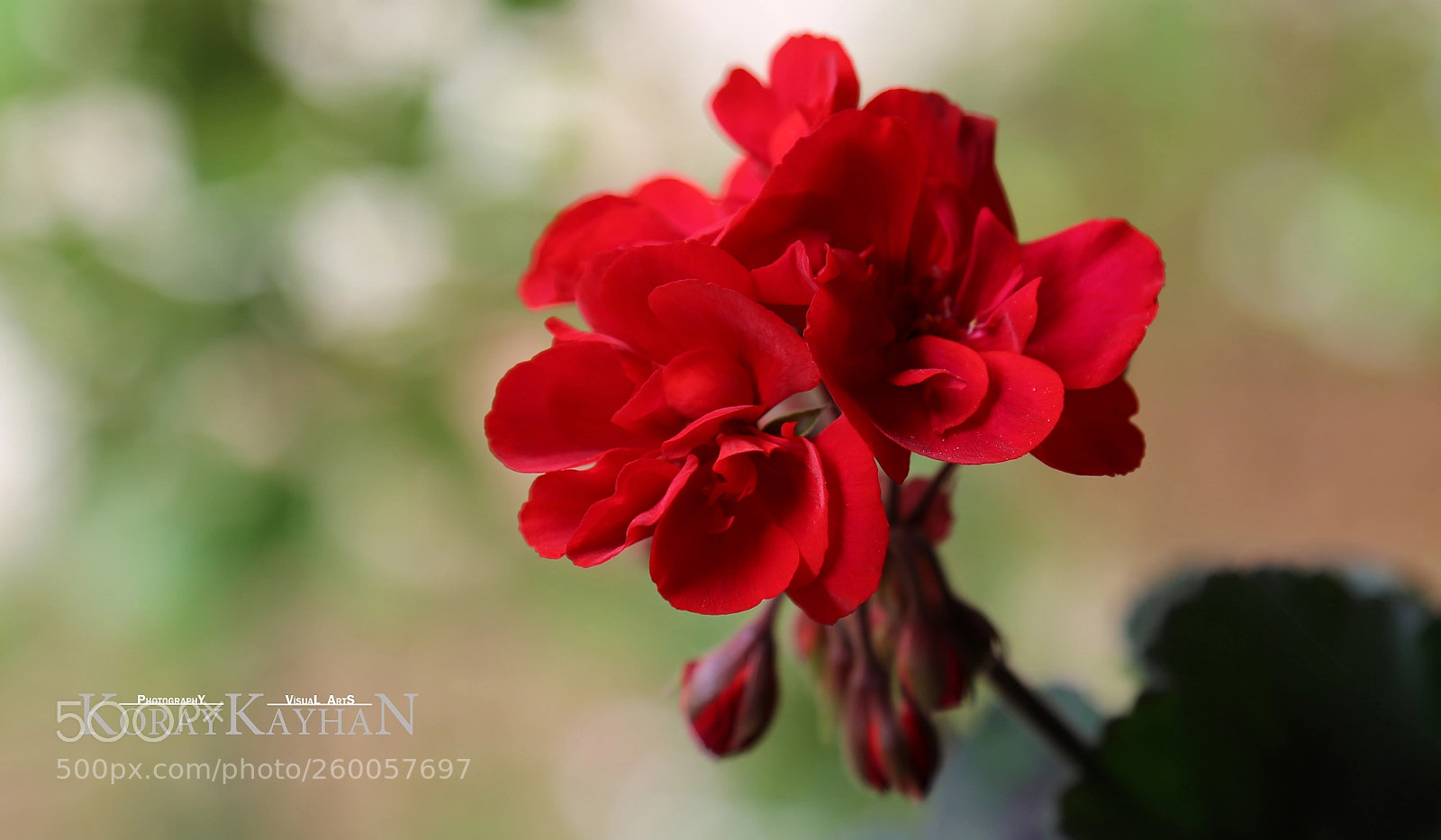 Canon EOS 6D sample photo. Sardunya (geranium flower) photography