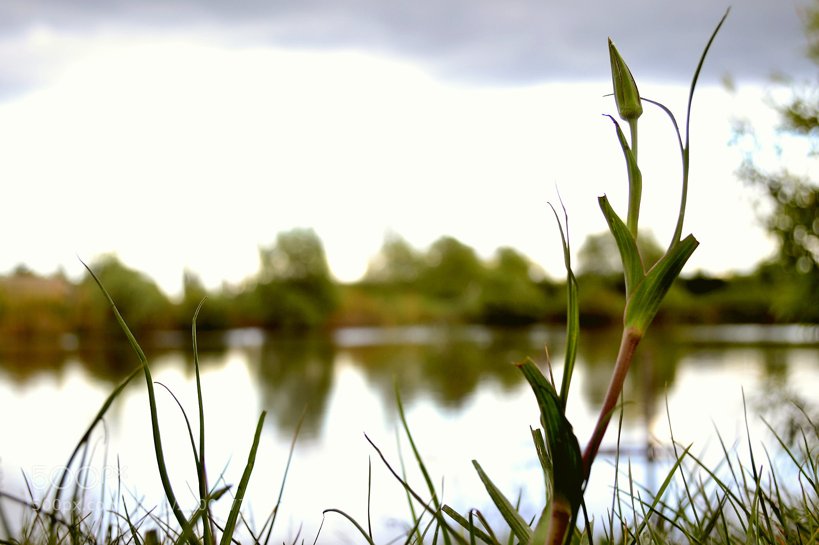Nikon D3100 sample photo. Озеро біля дому photography