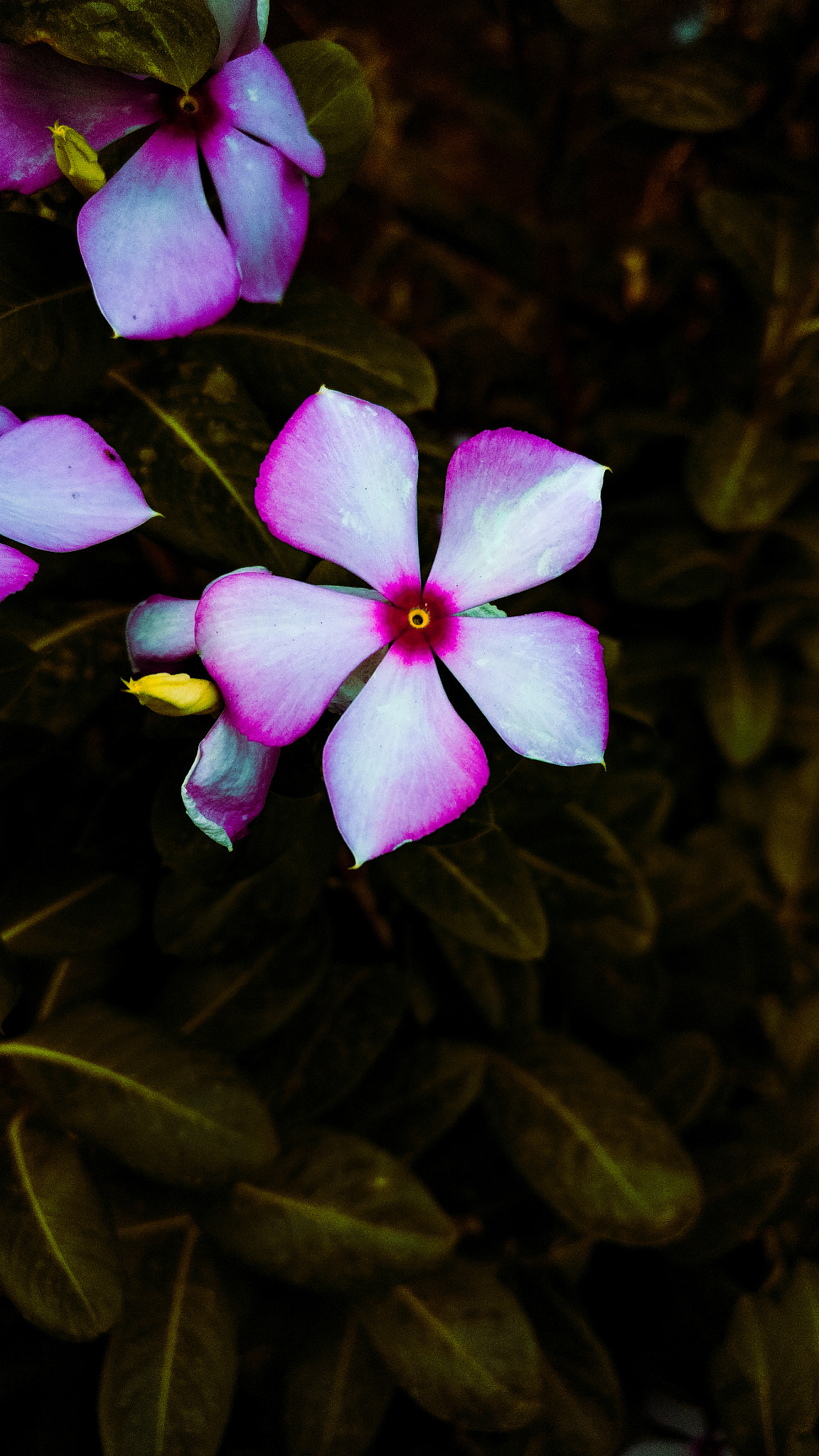 OnePlus A3003 sample photo. Pinky photography