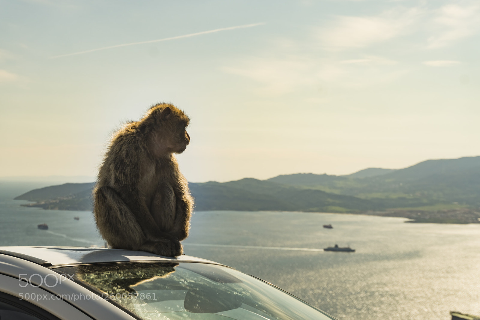 Sony a6300 sample photo. Barbary macaque on the photography