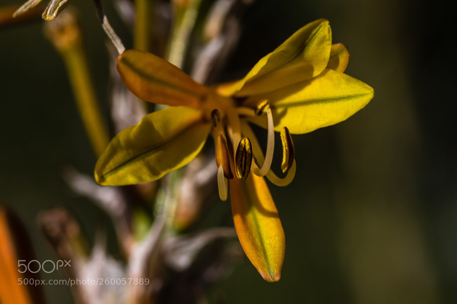 Canon EOS 60D sample photo. Asphodeline lutea photography