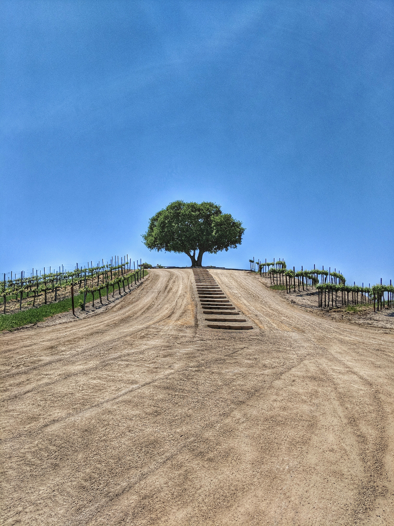 Google Pixel 2 XL sample photo. Lonely at the top. photography