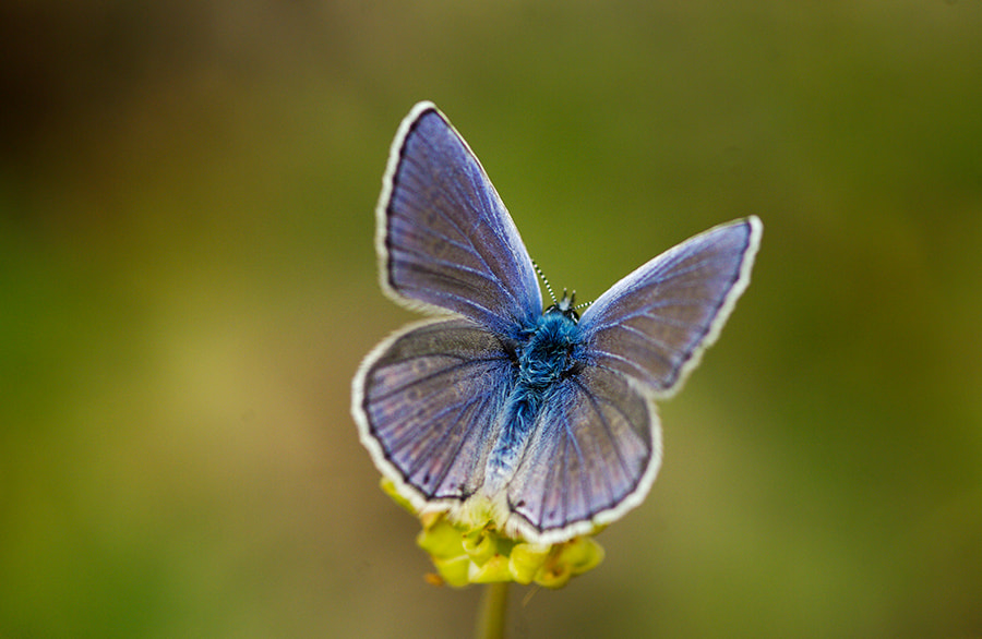 Pentax K20D sample photo. Blue photography