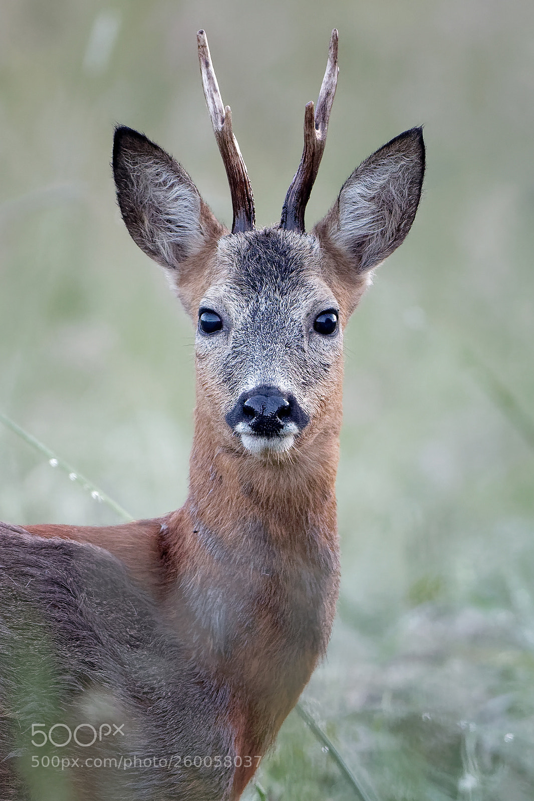 Canon EOS 7D Mark II sample photo. Roe buck photography