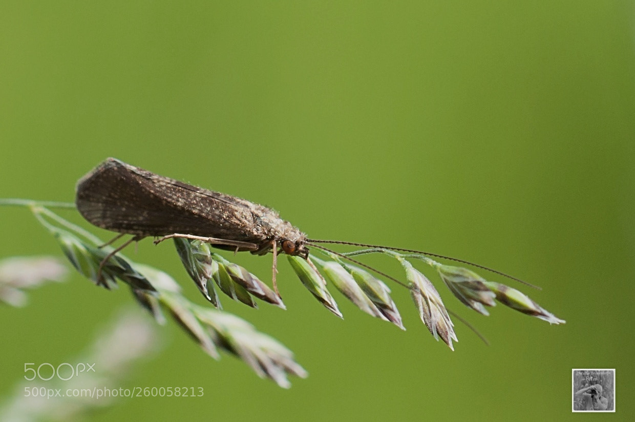 Nikon D5000 sample photo. K fer insekten bucks photography