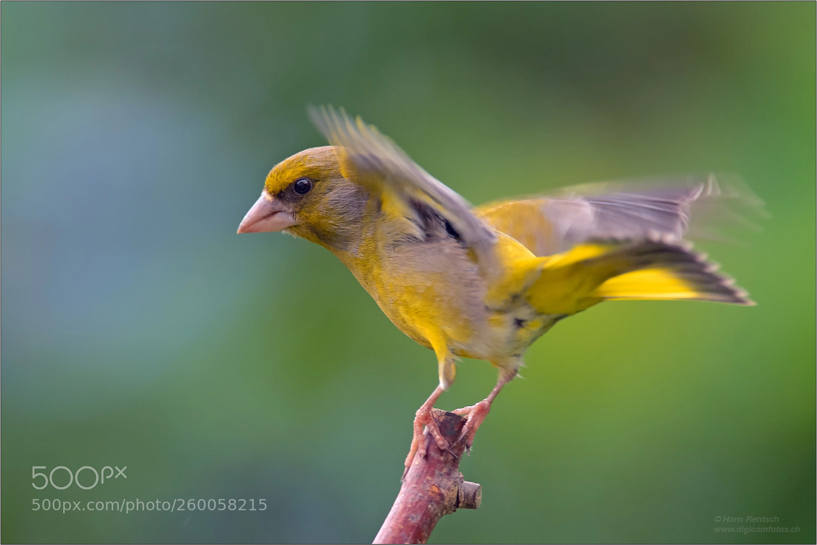 Nikon D5 sample photo. Carduelis chloris photography