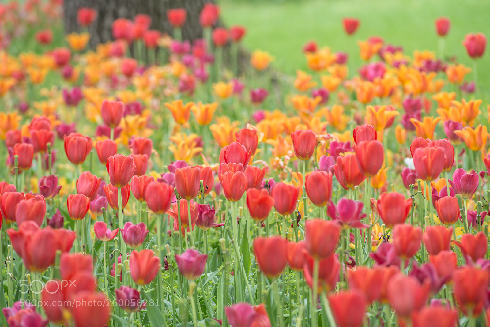 Nikon D800 sample photo. Red to yellow photography