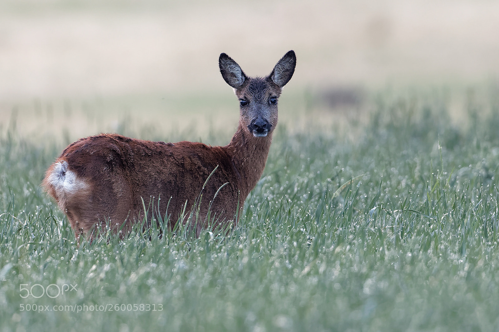 Canon EOS 7D Mark II sample photo. Roe deer photography