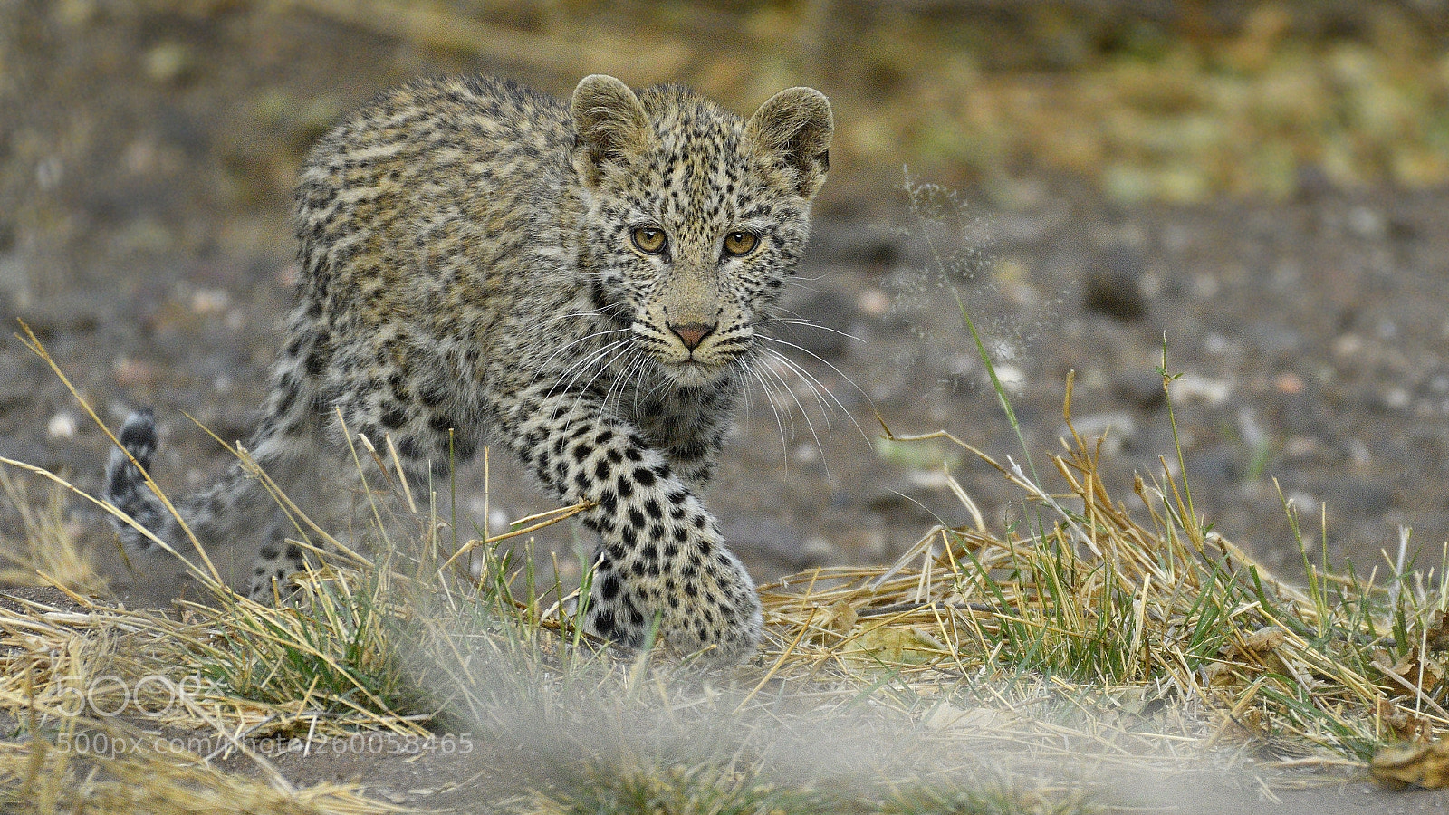 Nikon D500 sample photo. Little leopard photography