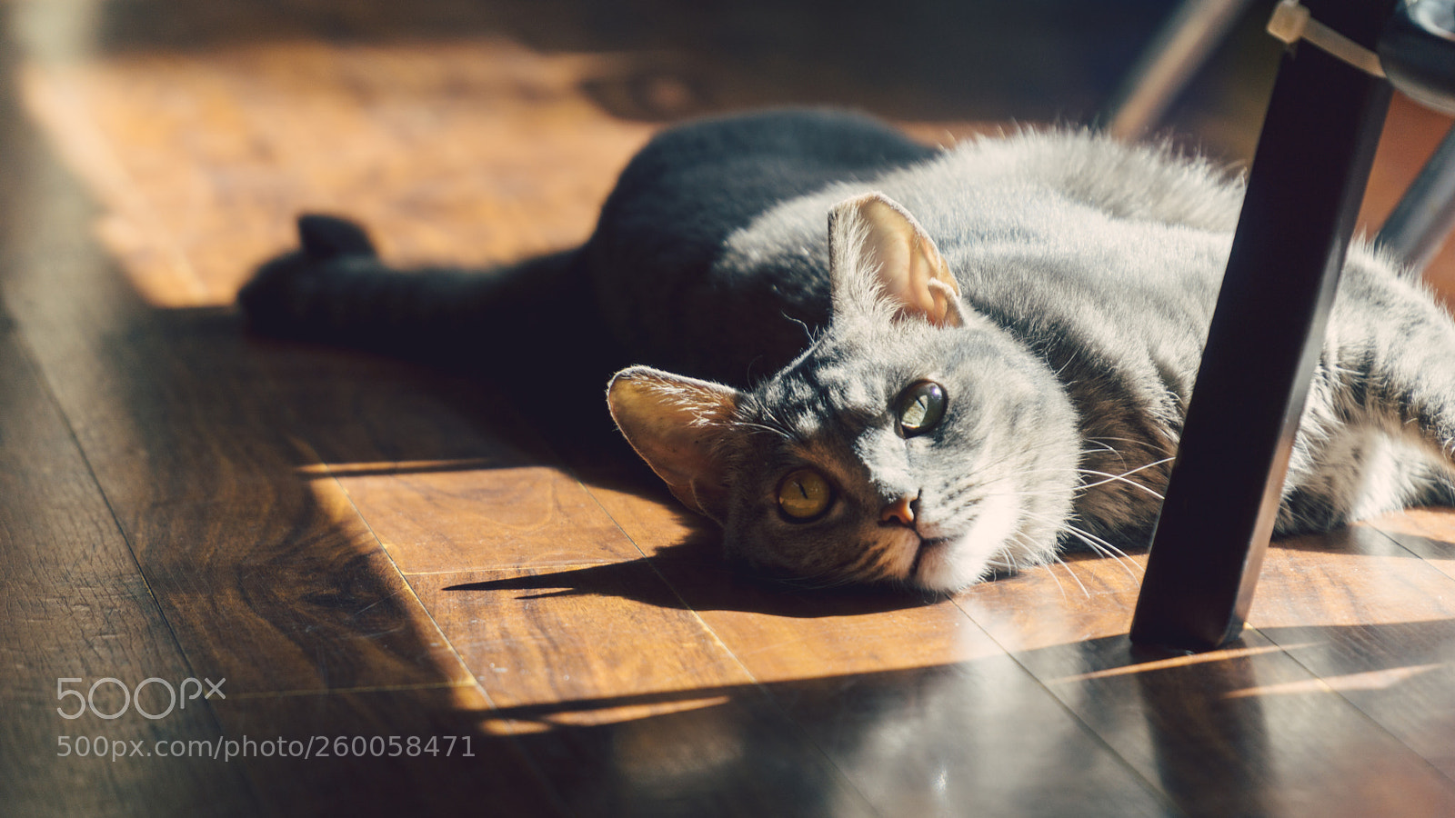 Sony a6000 sample photo. Momo. day photography