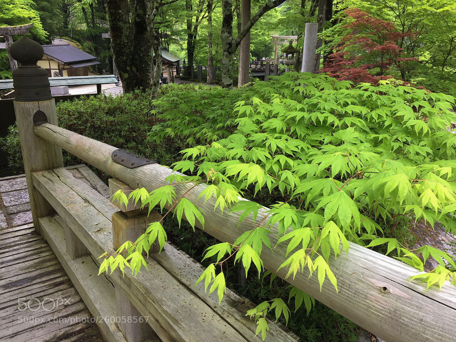 Apple iPhone 6 sample photo. Nikko bridge photography